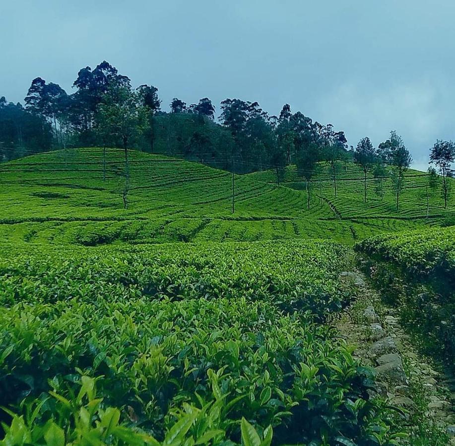 Golden Villa Kandy - "Free Pickup From Kandy " المظهر الخارجي الصورة